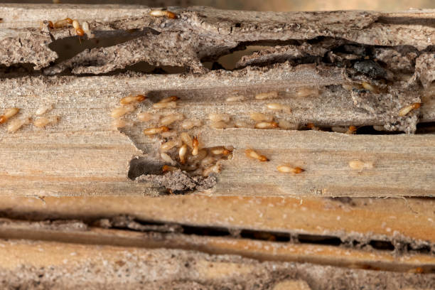 Spider Control Near Me in Wyndham, VA