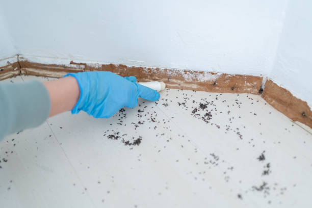 Best Best Pest Control Companies  in Wyndham, VA